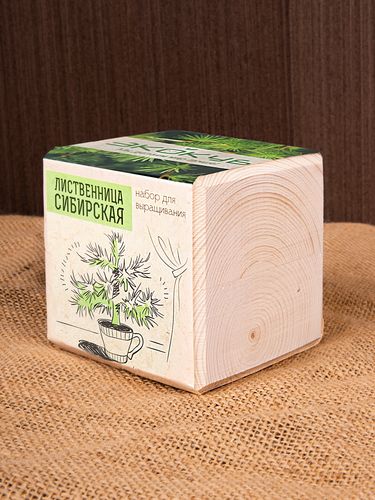 Набор для выращивания «Экокуб», лиственница сибирская Набор для выращивания «Экокуб», лиственница сибирская