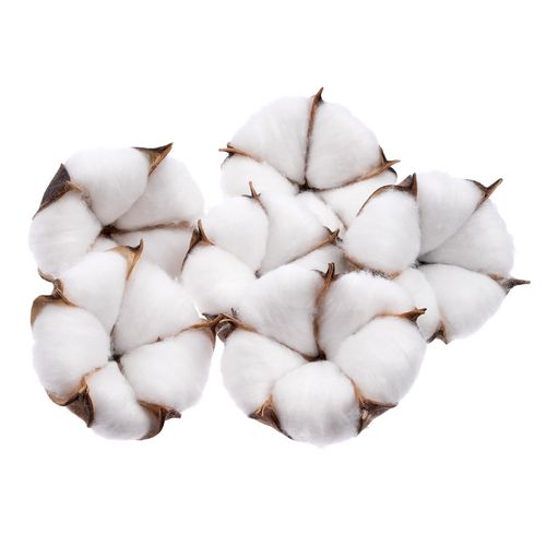 Цветок хлопка Cotton, белый Цветок хлопка Cotton, белый
