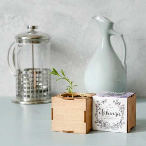 Набор для выращивания «Экокуб Lite», лаванда Набор для выращивания «Экокуб Lite», лаванда