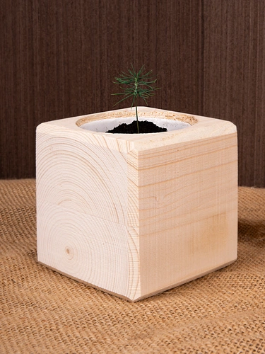 Набор для выращивания «Экокуб», ель голубая Набор для выращивания «Экокуб», ель голубая