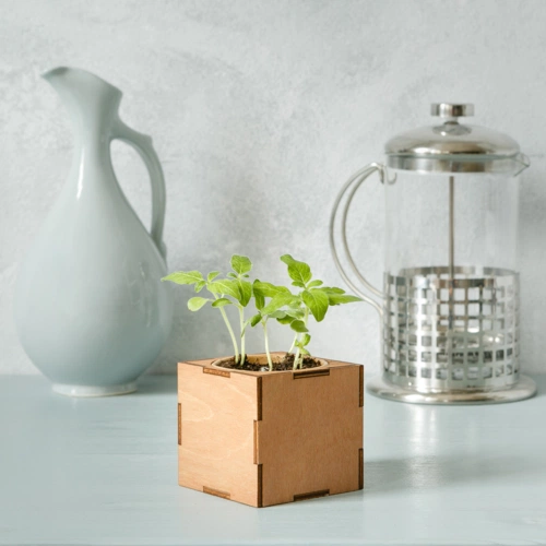 Набор для выращивания «Экокуб Lite», ель голубая Набор для выращивания «Экокуб Lite», ель голубая