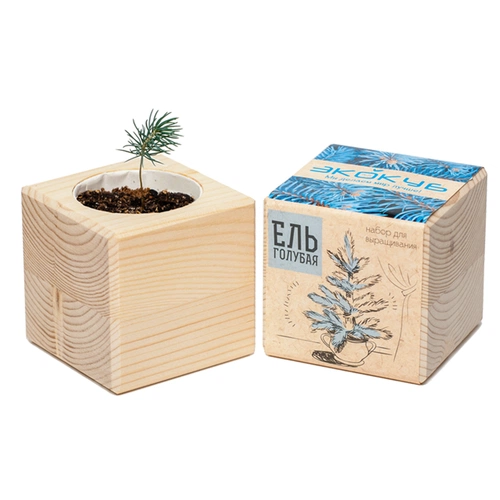 Набор для выращивания «Экокуб», ель голубая Набор для выращивания «Экокуб», ель голубая